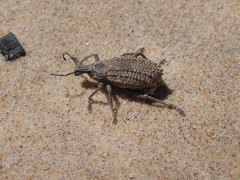 Leptopius duponti