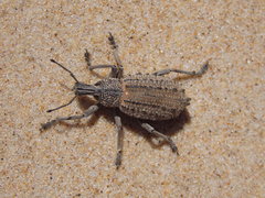 Leptopius duponti