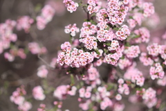 Thryptomene racemulosa