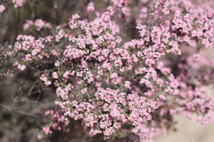 Thryptomene racemulosa
