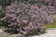 Thryptomene racemulosa