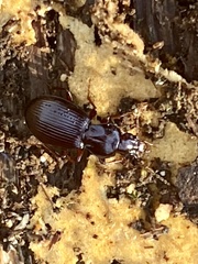 Gastrellarius honestus