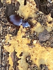 Gastrellarius honestus