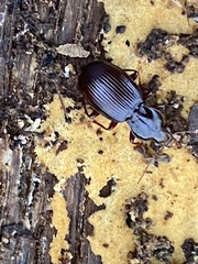 Gastrellarius honestus