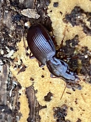 Gastrellarius honestus