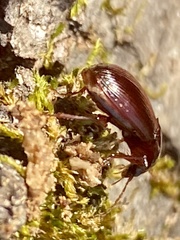 Gastrellarius honestus