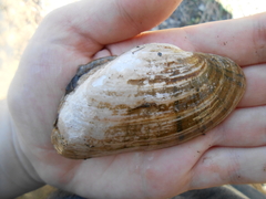 Alasmidonta marginata