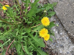 Taraxacum officinale