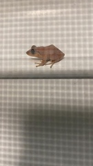 Eleutherodactylus brittoni