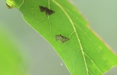 Eristena mangalis