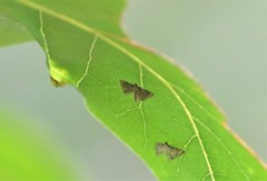 Eristena mangalis