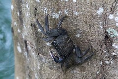 Episesarma versicolor