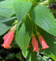 Moussonia jaliscana