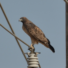 Buteo jamaicensis
