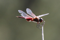 Tramea insularis