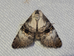 Acatapaustus leucospila