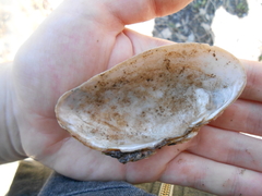 Alasmidonta marginata