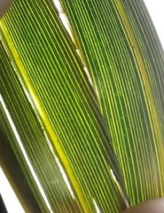 Coccothrinax barbadensis