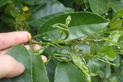 Aceria melicyti