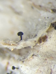 Chaenothecopsis