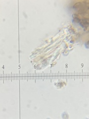 Chaenothecopsis