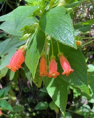 Moussonia jaliscana