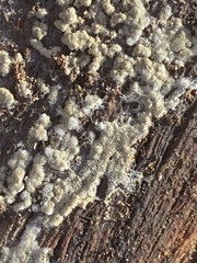 Botryobasidium conspersum