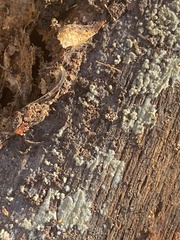 Botryobasidium conspersum