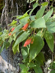 Moussonia jaliscana