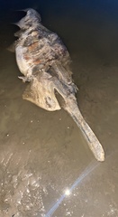 Polyodon spathula