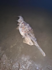 Polyodon spathula