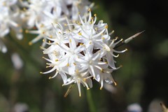 Borya sphaerocephala