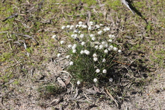Borya sphaerocephala