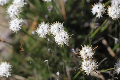 Borya sphaerocephala