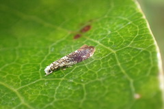 Eschatotypa derogatella