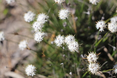 Borya sphaerocephala