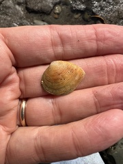 Cumingia californica