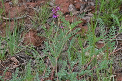 Astragalus hallii