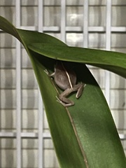 Eleutherodactylus coqui