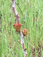 Ailanthus altissima