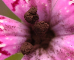 Microbotryum dianthorum