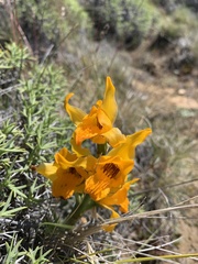 Chloraea alpina
