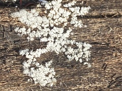 Costantinella