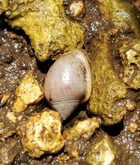 Semicassis bisulcata