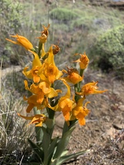 Chloraea alpina
