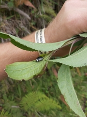 Aspicela unipunctata