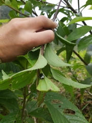 Aspicela unipunctata