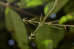 Desmoncus orthacanthos