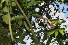 Desmoncus orthacanthos