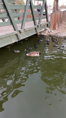 Branta canadensis